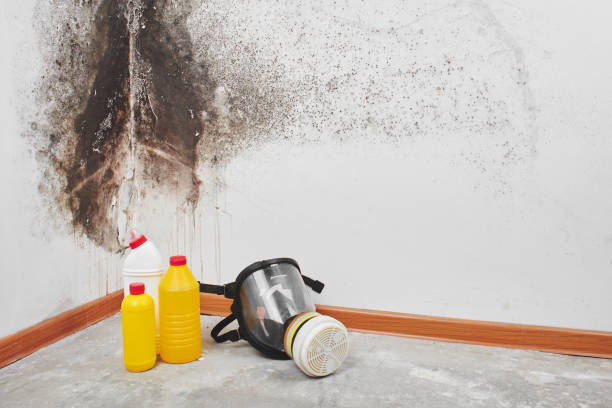 Best Mold Testing  in Third Lake, IL