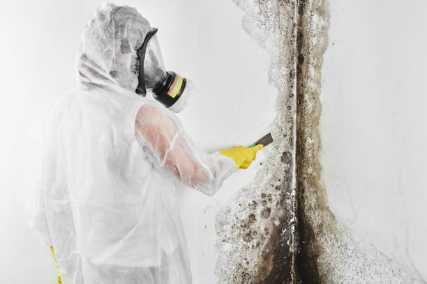 Best Attic Mold Removal  in Third Lake, IL