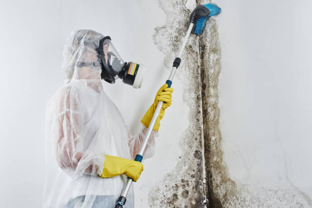 Best Mold Removal Specialists  in Third Lake, IL