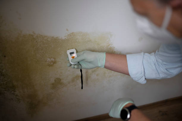 Attic Mold Removal in Third Lake, IL