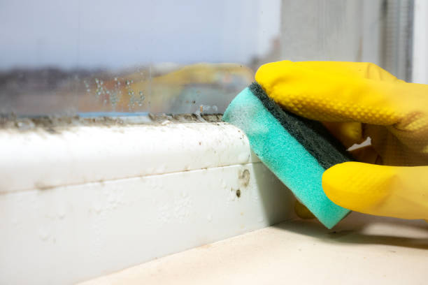 Best Commercial Mold Removal  in Third Lake, IL