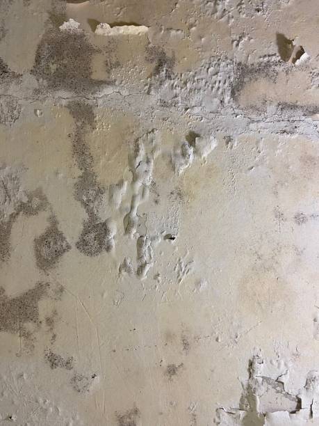 Best Toxic Mold Removal  in Third Lake, IL