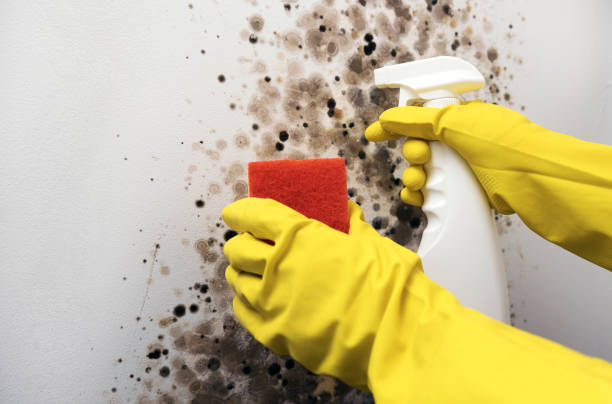 Best Black Mold Removal  in Third Lake, IL