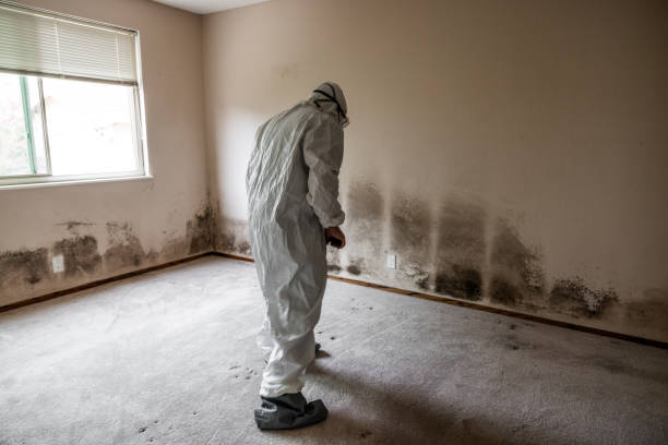 Best Attic Mold Removal  in Third Lake, IL